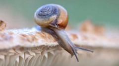 Slugs and snails to get ‘image makeover’